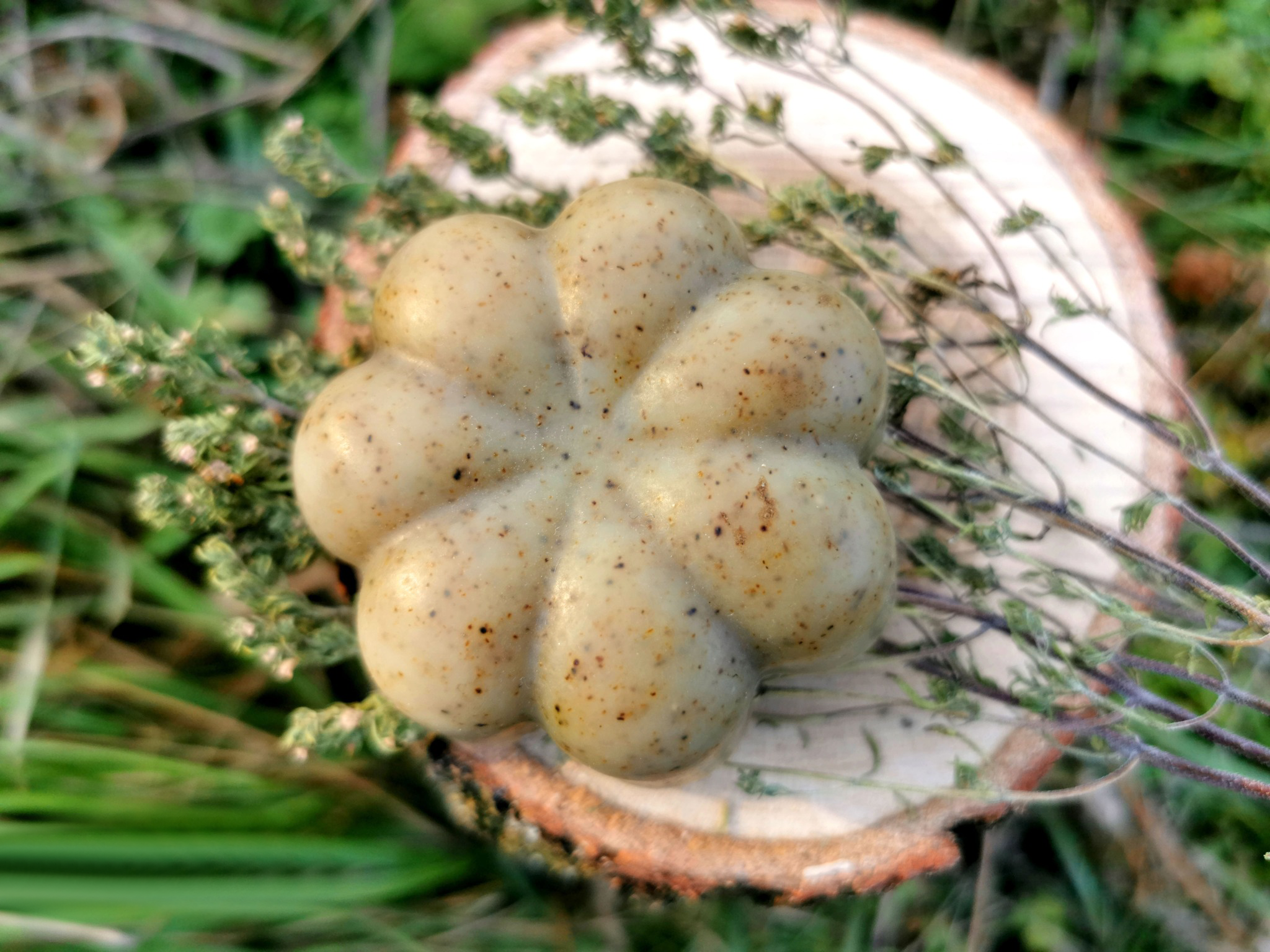 Cannabiterra